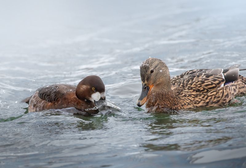 Чернеть Морская Aythya marila фото превью