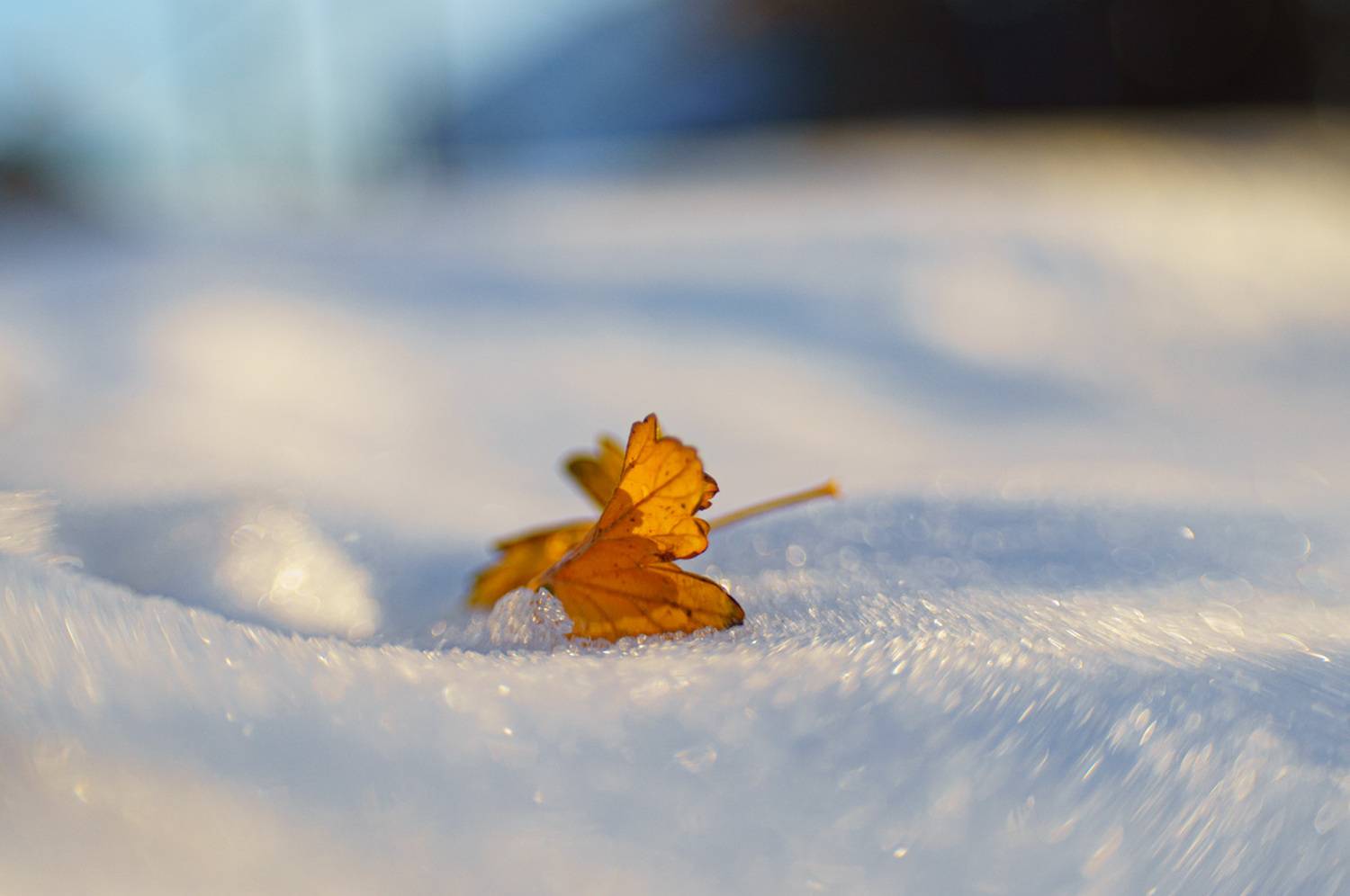 , Лофицкая Лариса