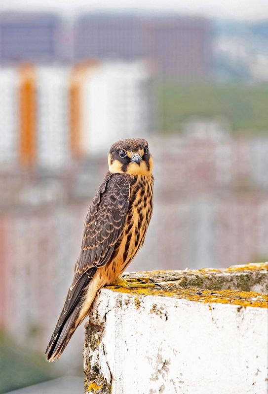 чеглок сокол москва Чеглок на московском балконе фото превью