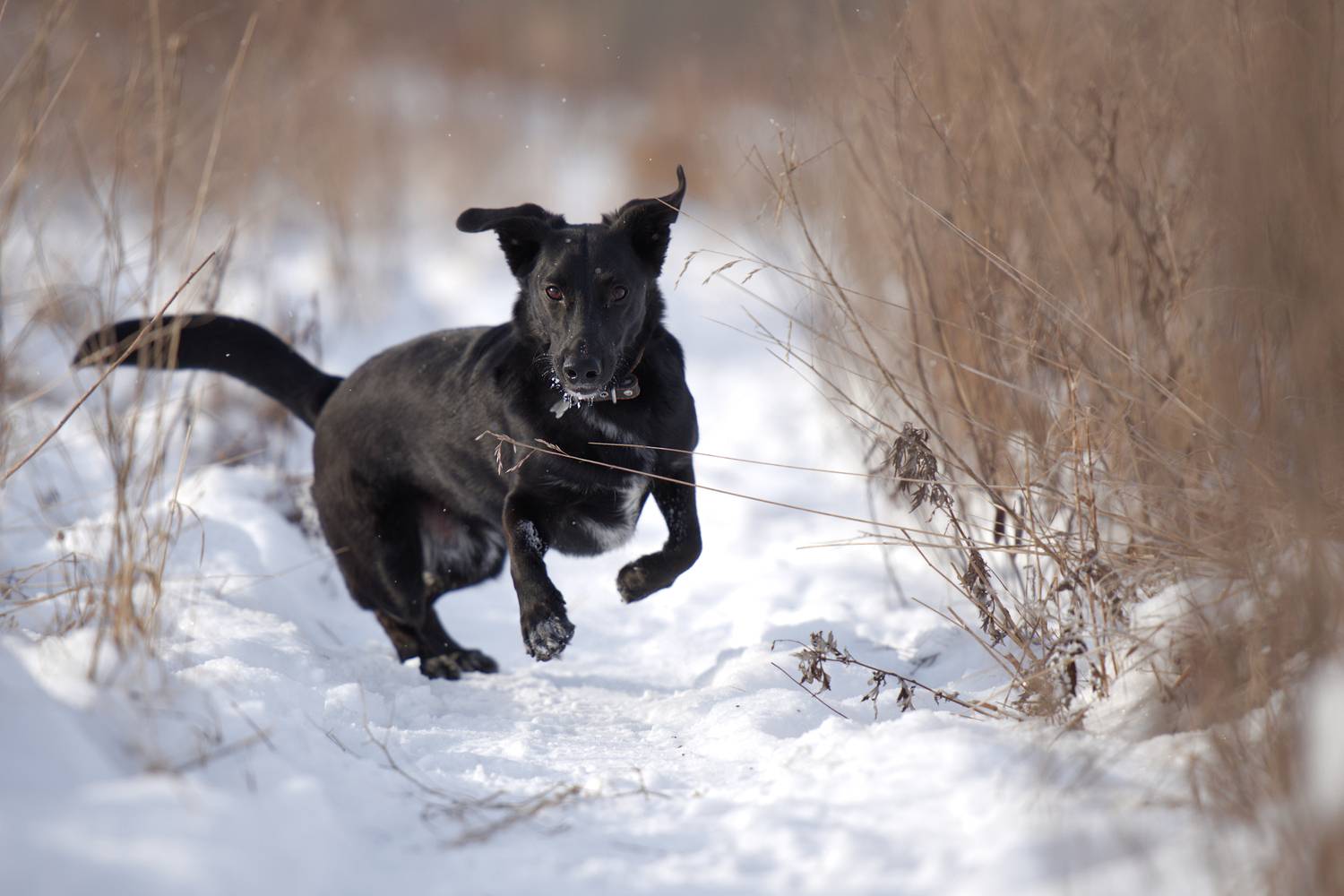 , Максим Вышарь