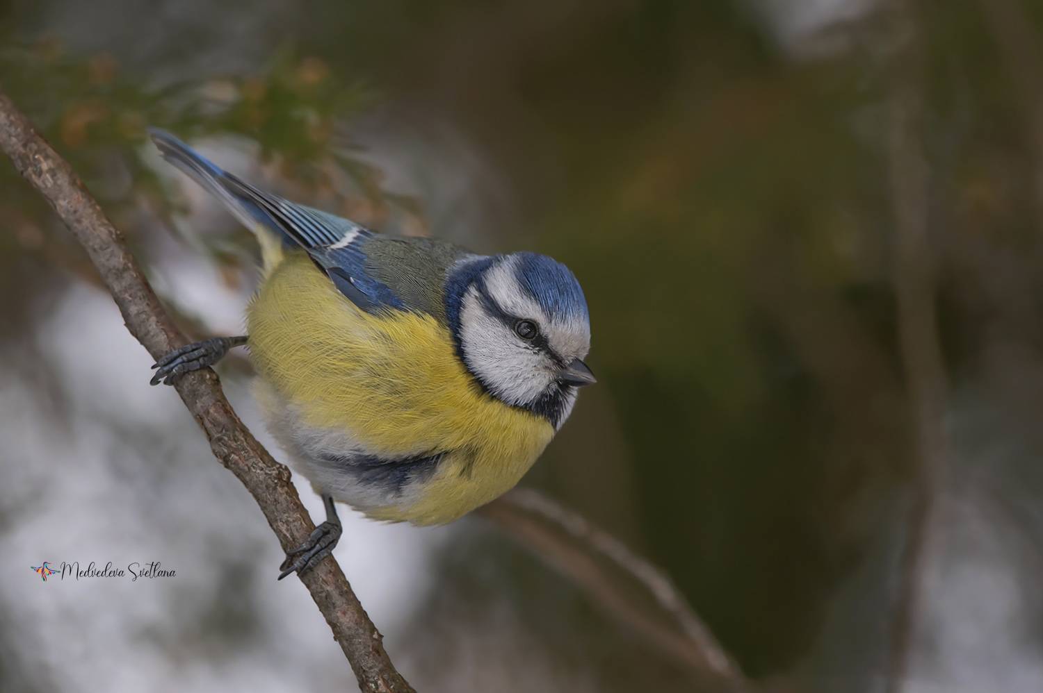 фотоохота, птица, синица, лазоревка, Медведева Светлана