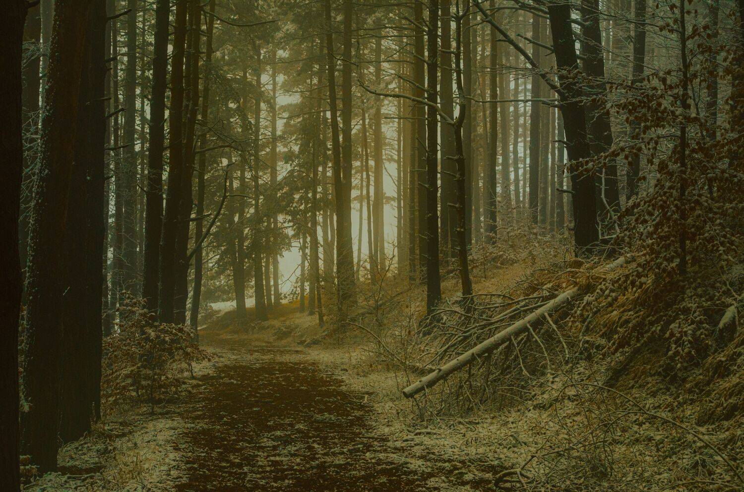 , Николов Андриян