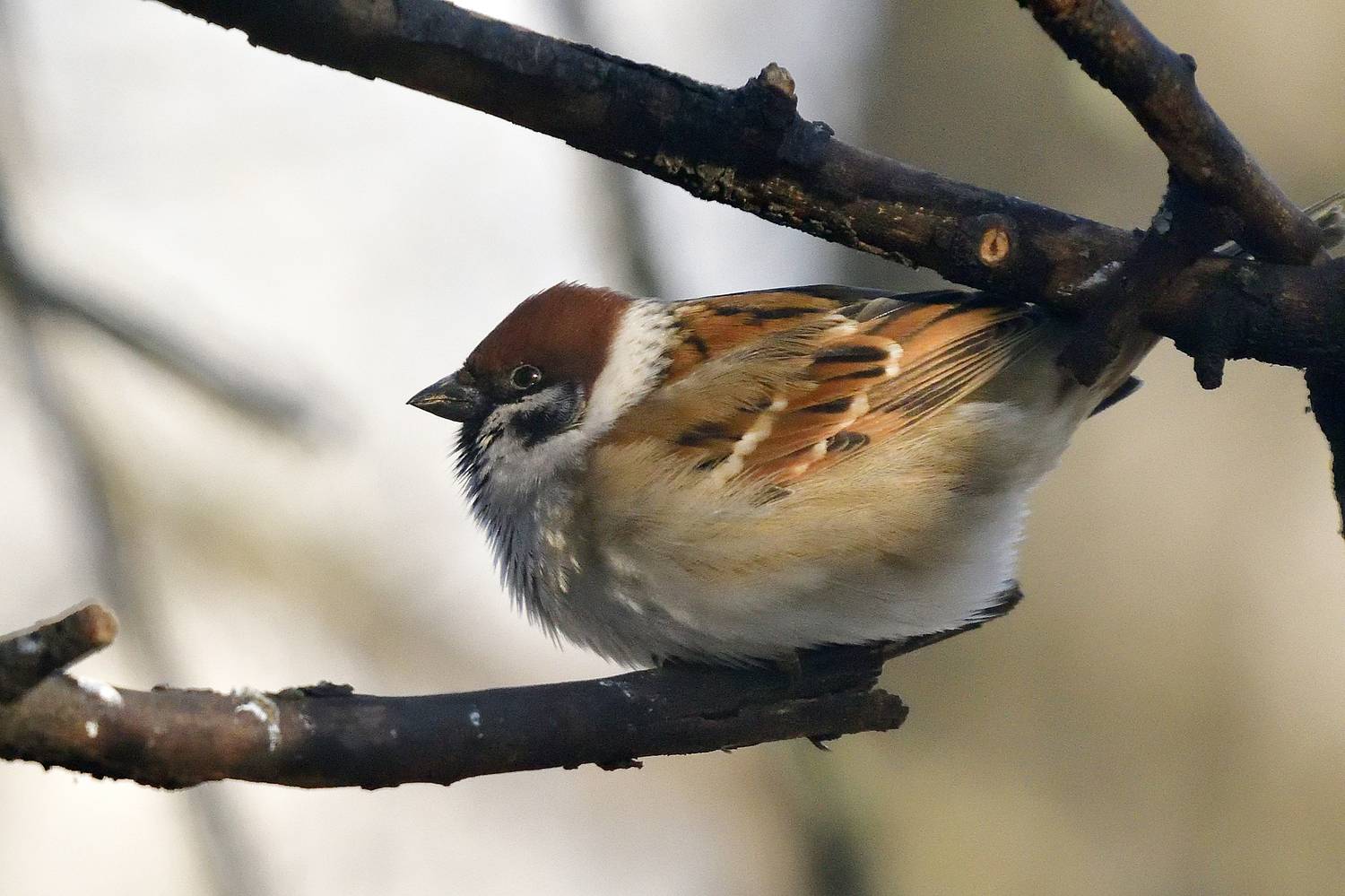 , Игорь Корнейчук