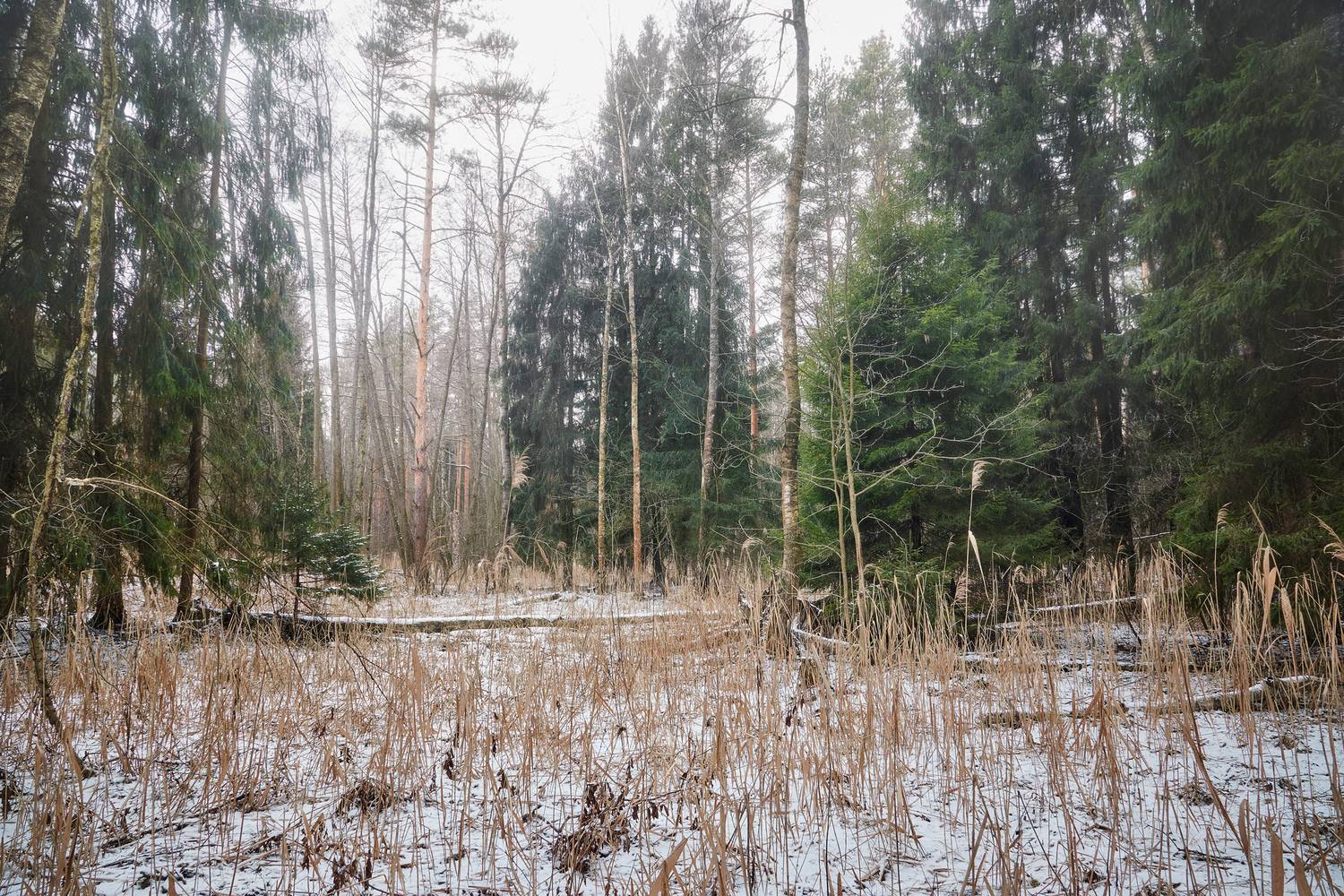 лес, зима, снег, Валерий Вождаев