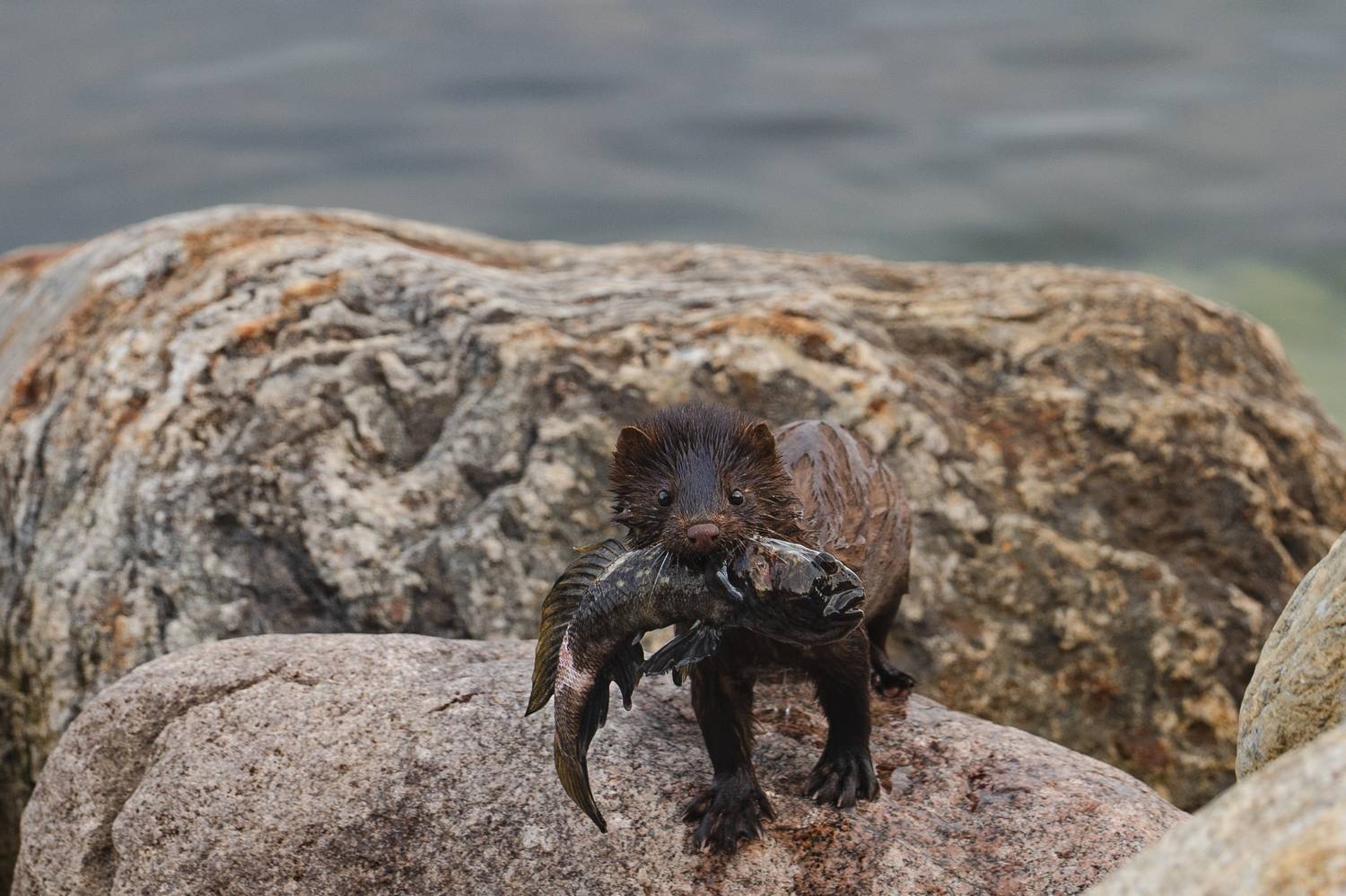 дикая природа, норка, Soul