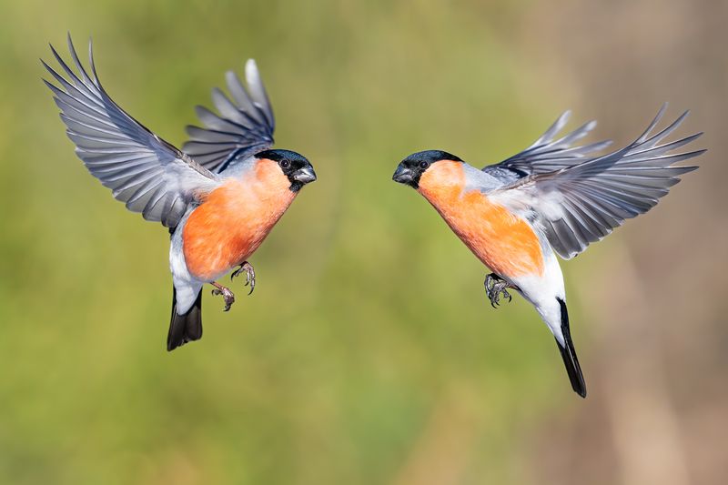 Снегири. фото превью