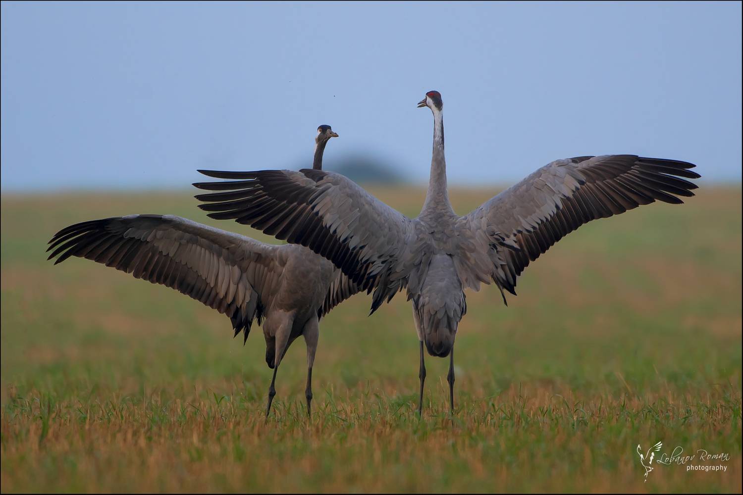 , Лобанов Роман