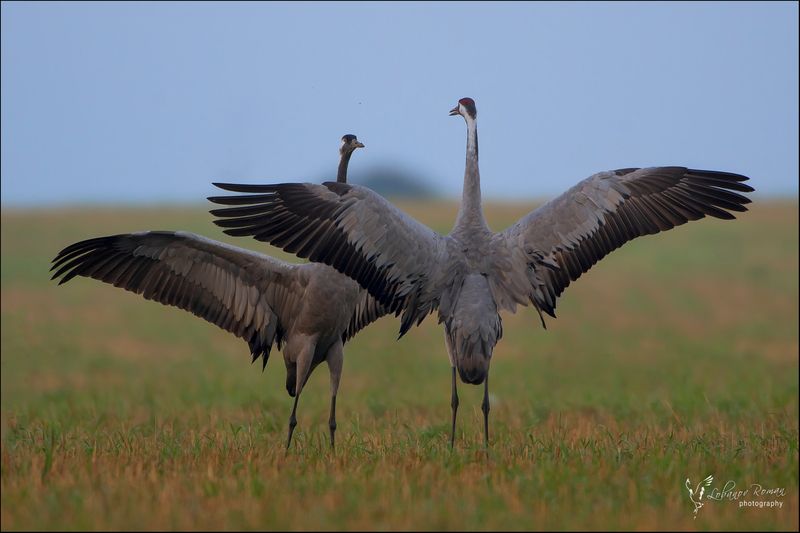 * * * фото превью