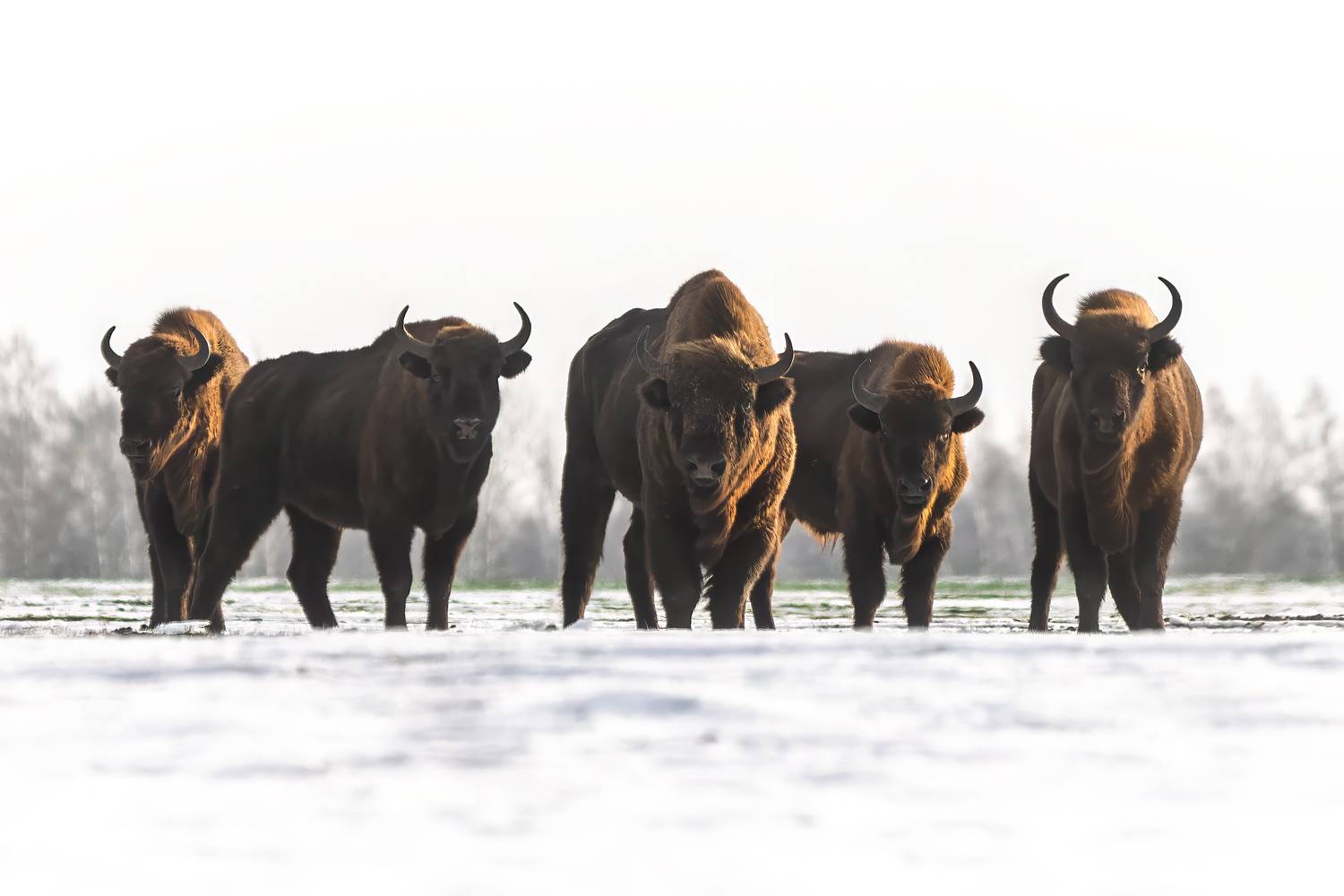 зубр, животные, природа, дикая природа, орловское полесье, wildlife, nature, canon, Пронин Денис