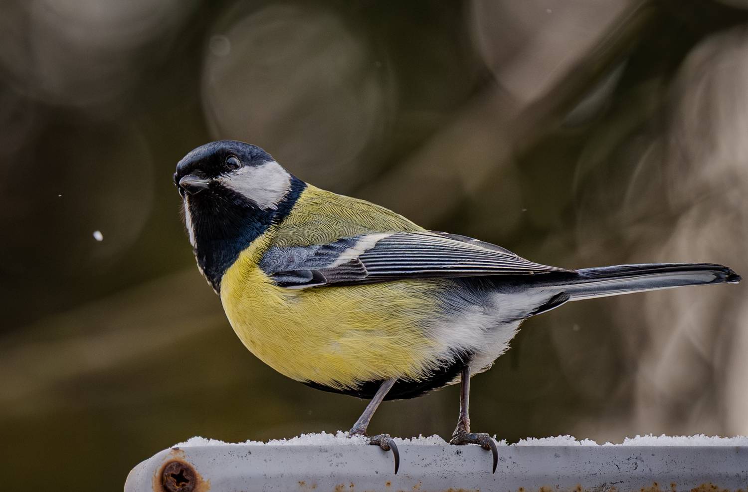 , Курлянцев Алексей