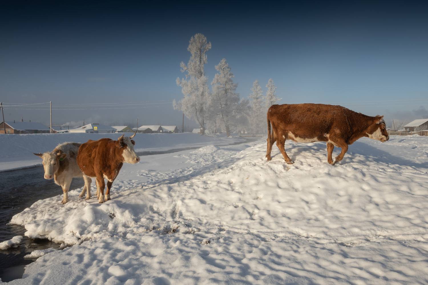 , Абрамов Денис