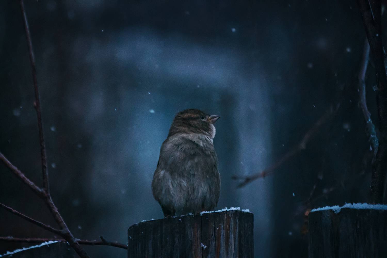 зима, вечер, снег, воробей, Алёна Сурнина