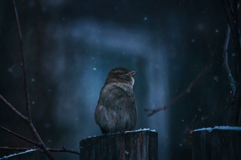 зима, вечер, снег, воробей Воробьишко фото превью