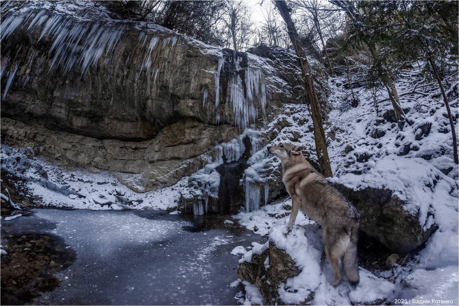 волк, водопад, зима, Котенко Вадим