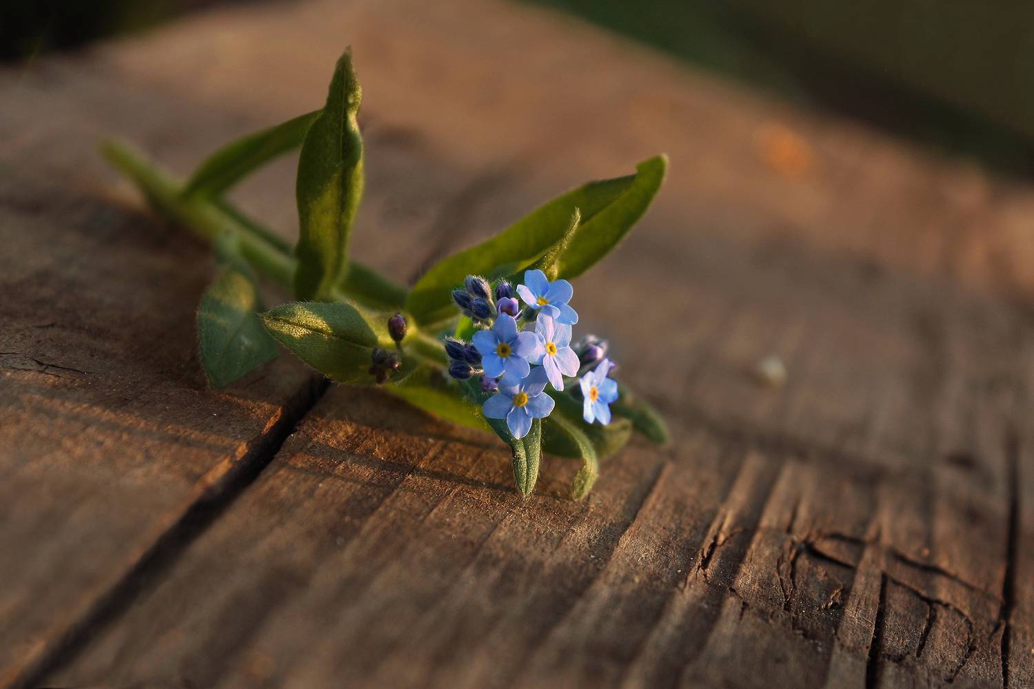 , Заболотская Ольга