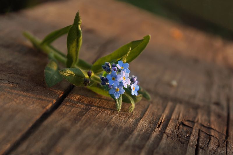 Незабудки фото превью