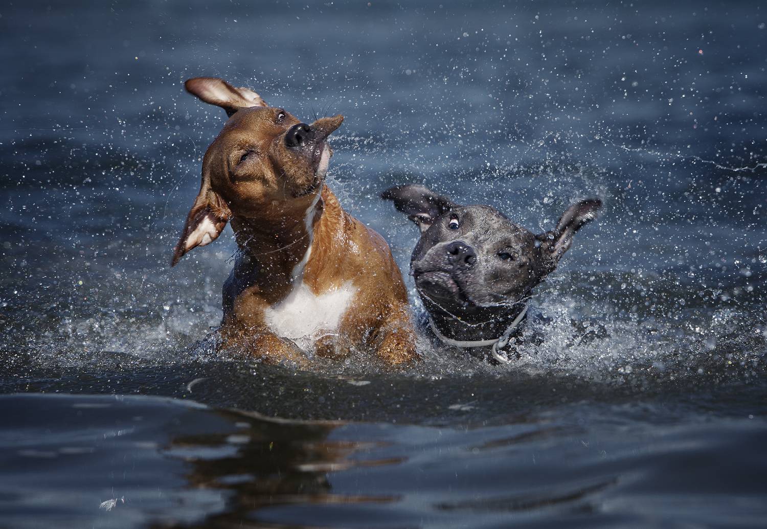 Photography,dogs,pets,animal,canine,summer,lake,water,shake,motion,action,fun,pit,bull,spash,outdoor, Alexandre Marques