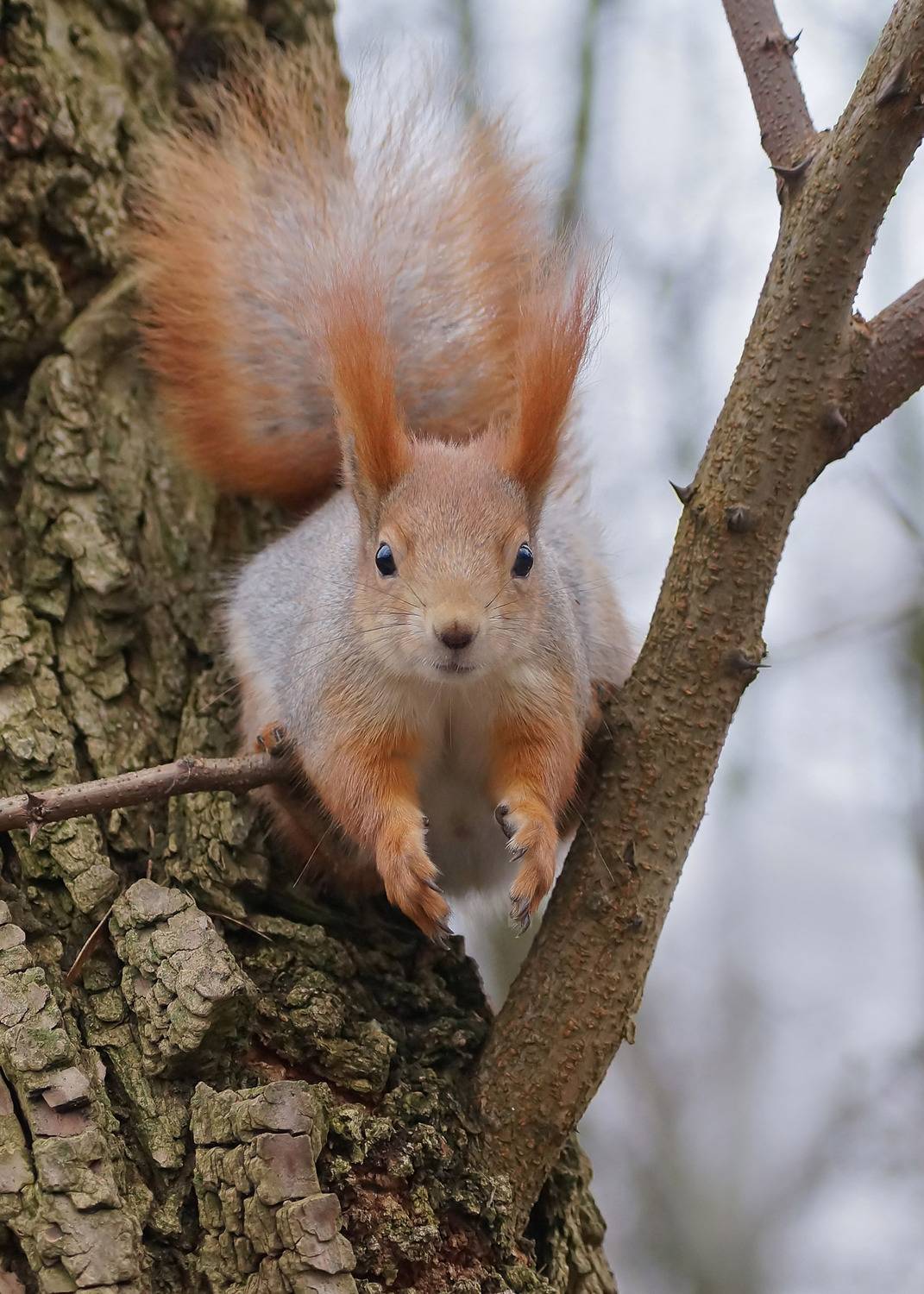 , Чепленко Алексей