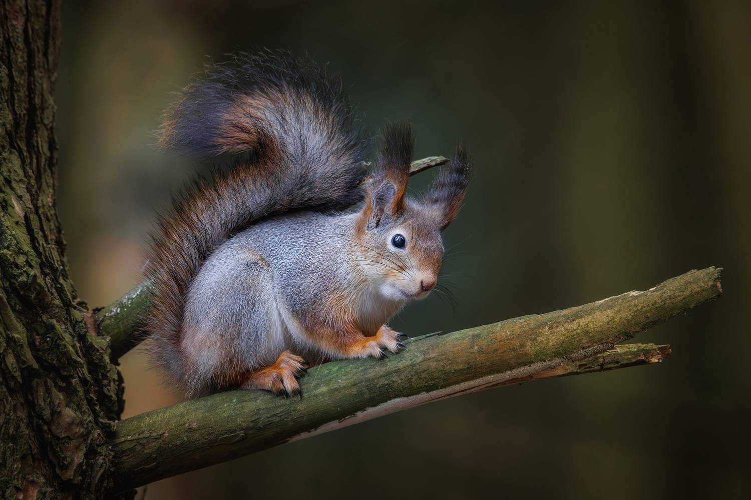 , Морозов Сергей