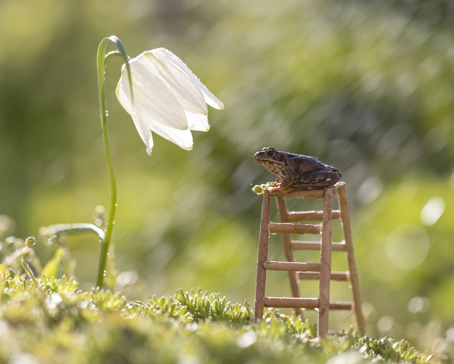 лягушка, рябчик, Татьяна Феденкова