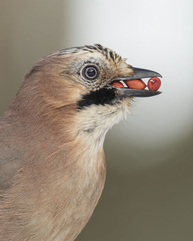 Сойка фото превью