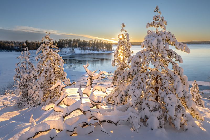ладога, шхеры, карелия, ладожскиешхеры, ладожскоеозеро, karelia, ladoga Карельские сказочные ёлочки фото превью