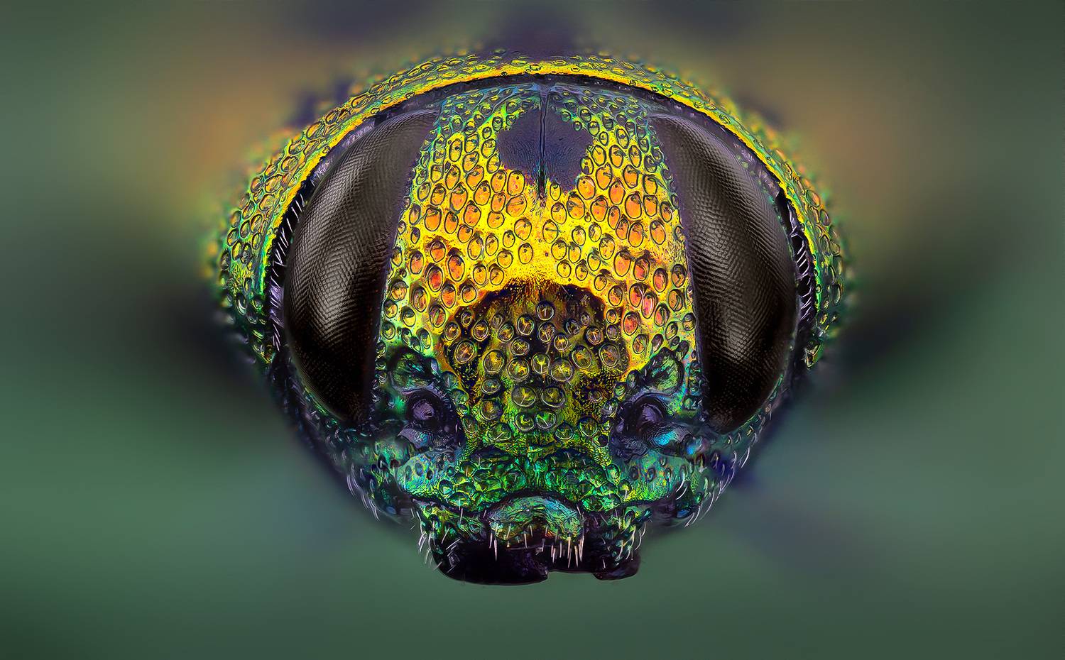 coleoptera, buprestidae, lamprodila (palmar) vivata, блестянка, Eugenijus Kavaliauskas