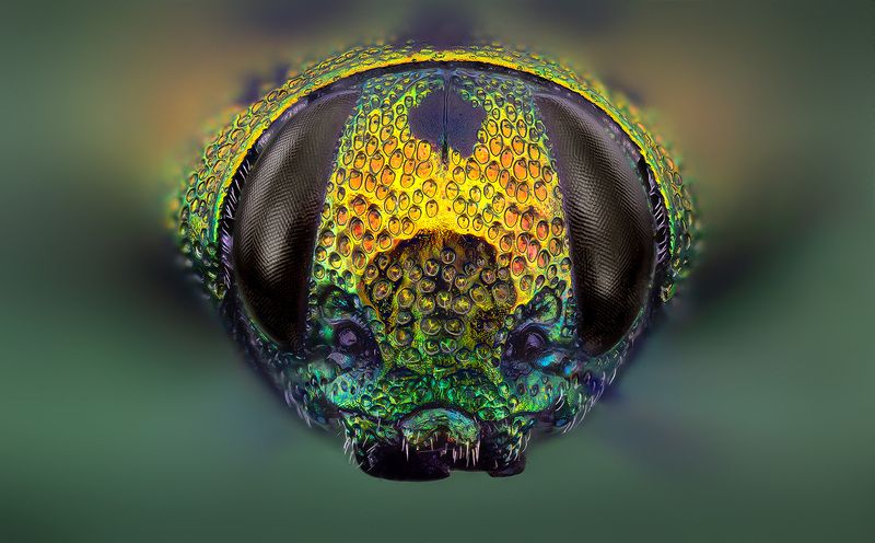 coleoptera, buprestidae, lamprodila (palmar) vivata, блестянка Блестянка фото превью