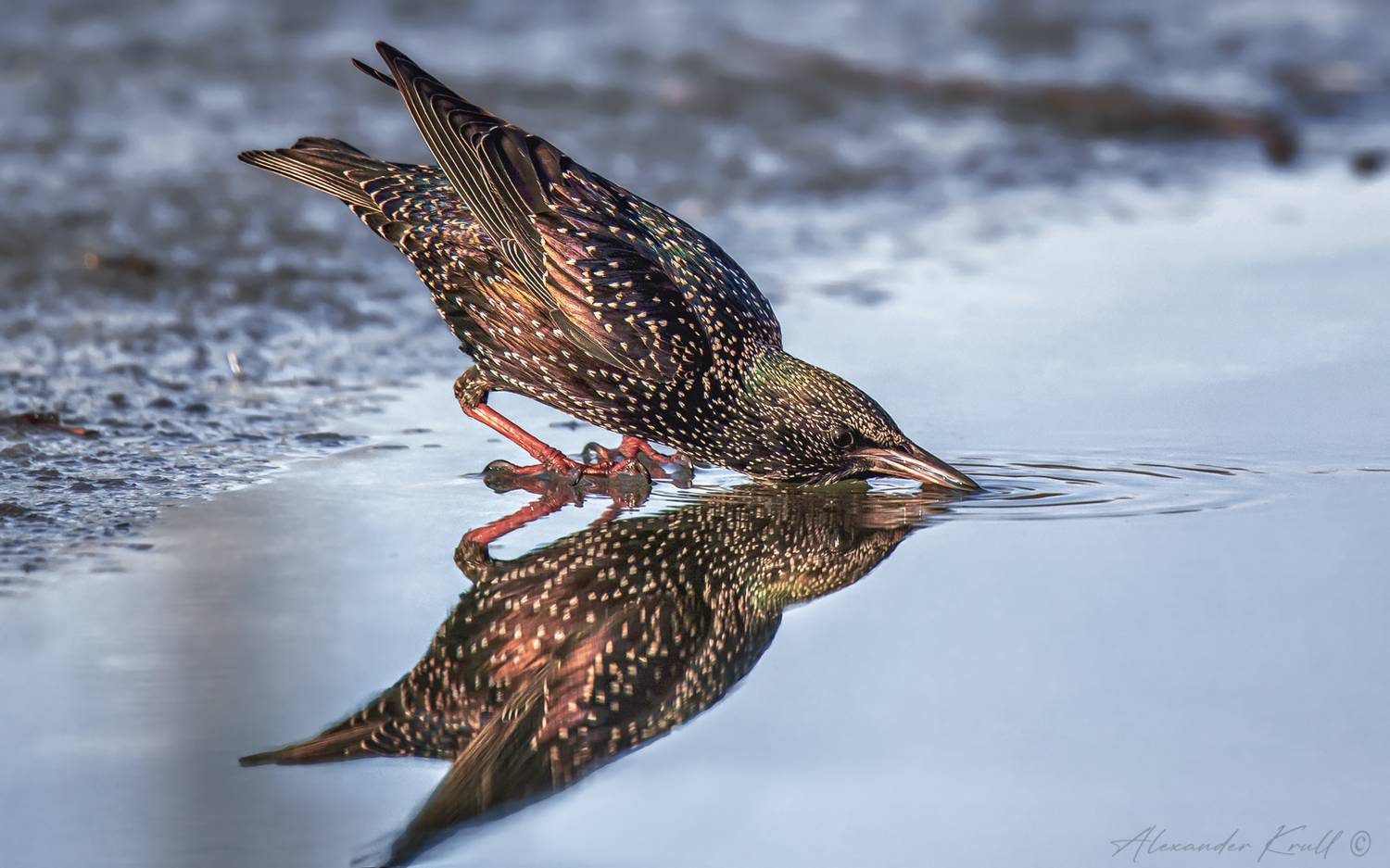 скворец, обыкновенный скворец, sturnus vulgaris, Круль Александр