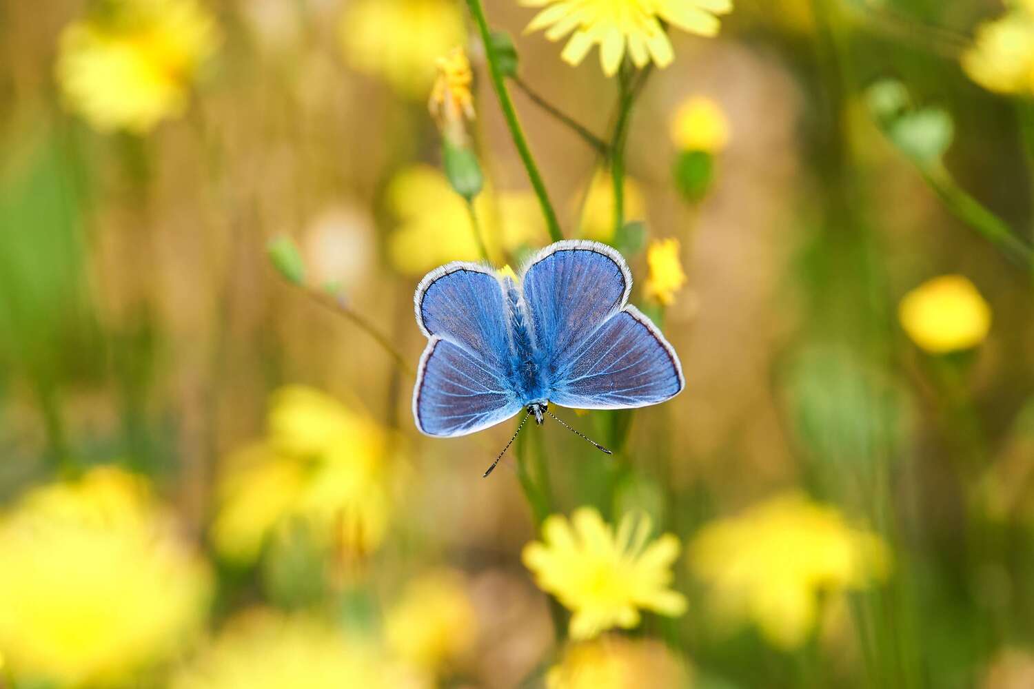 butterfly, volgograd, russia, macro, macro photo, macro photography, , Павел Сторчилов