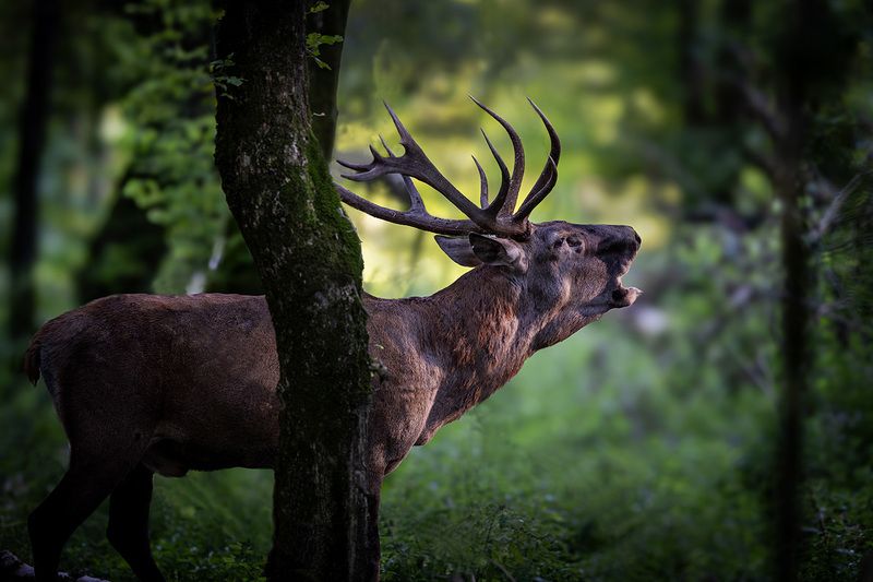 *** фото превью
