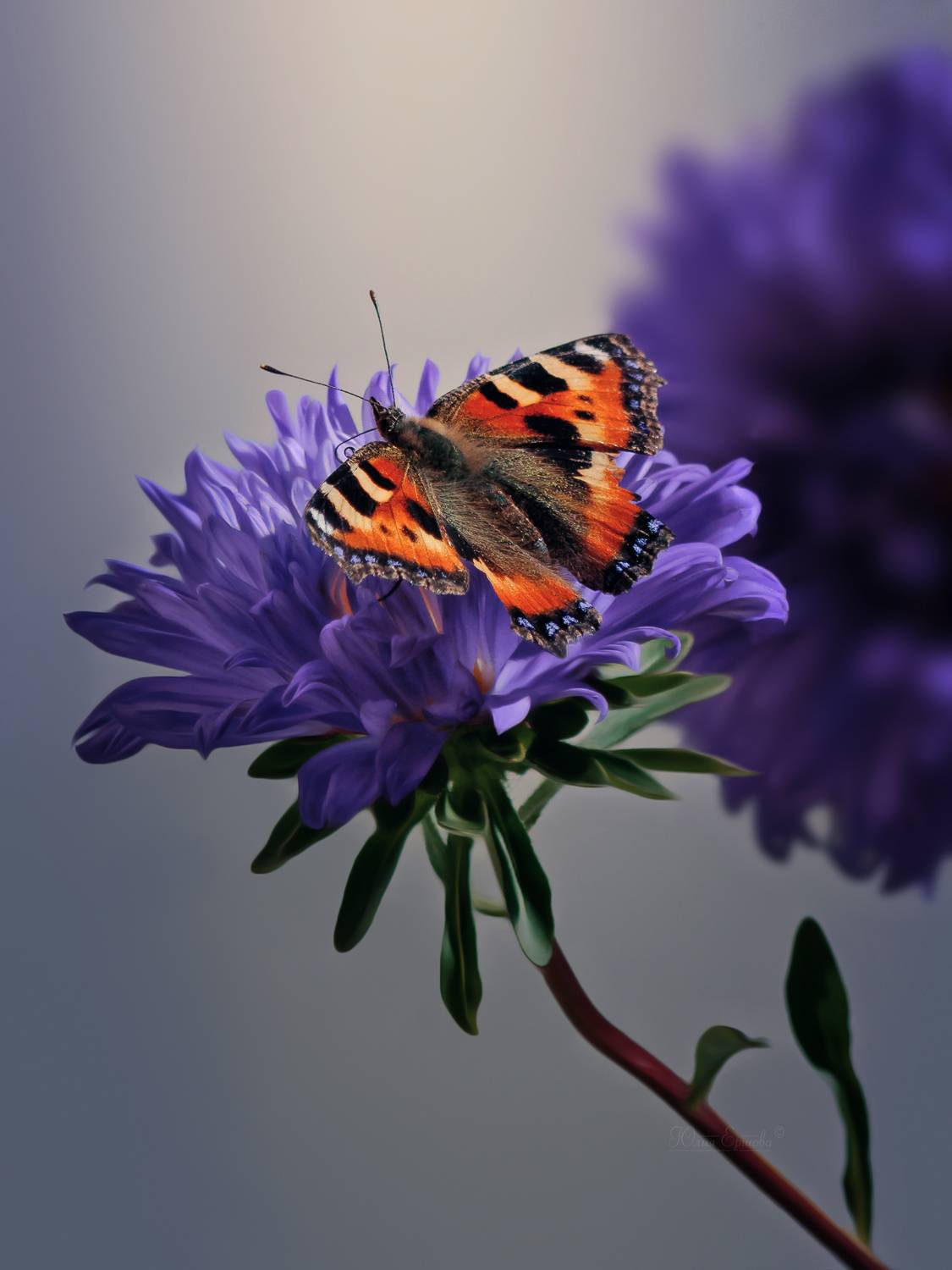 бабочка, крапивница, астра, Ершова Юлия