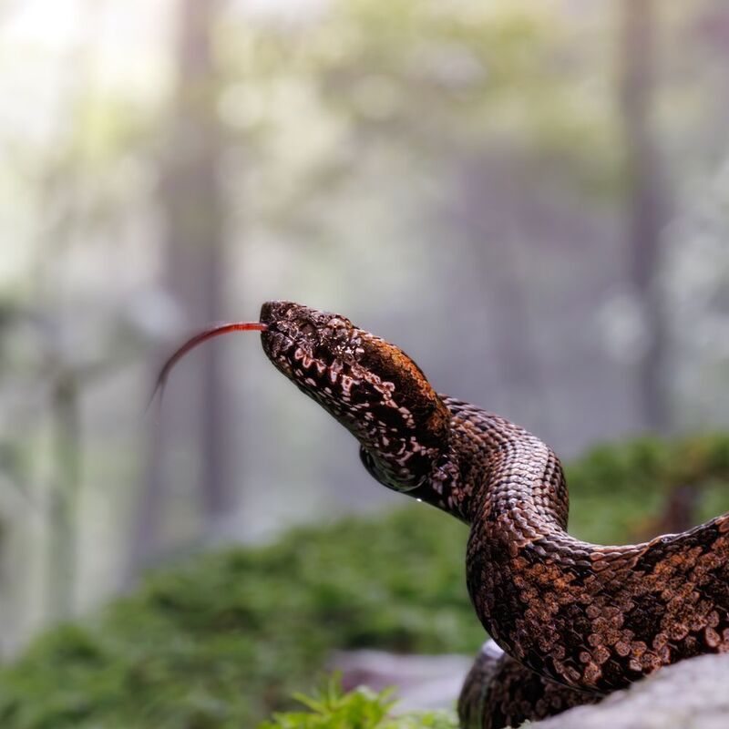 Deadly Beauty фото превью