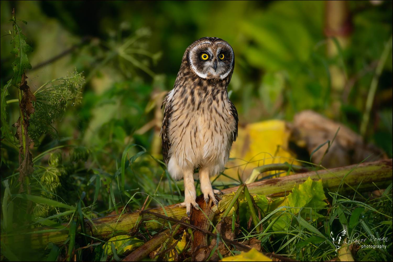 , Лобанов Роман