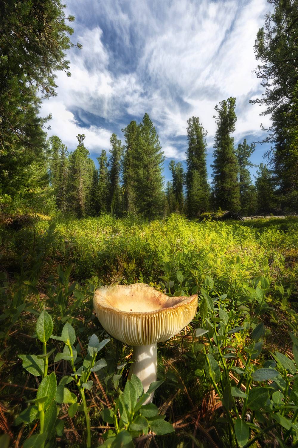 , Владимир Климов