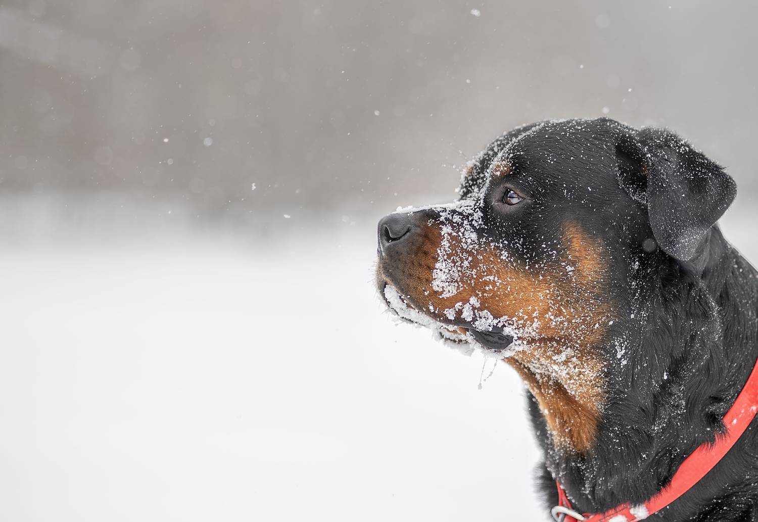 , Яна Кудлай