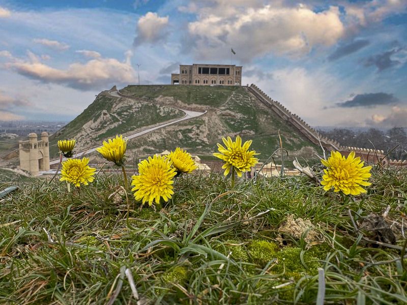 Февральские одуванчики… Гиссарская крепость. Таджикистан фото превью