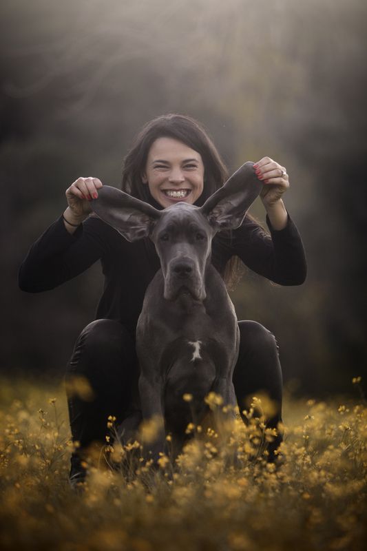 dogs,pets,golden,hour,flowers,backlight,camp,great,dane,puppy,natural light,photography,portrait,warm,colors,smile,outdoor,fun,woman,friendship Ariella&Chanel фото превью