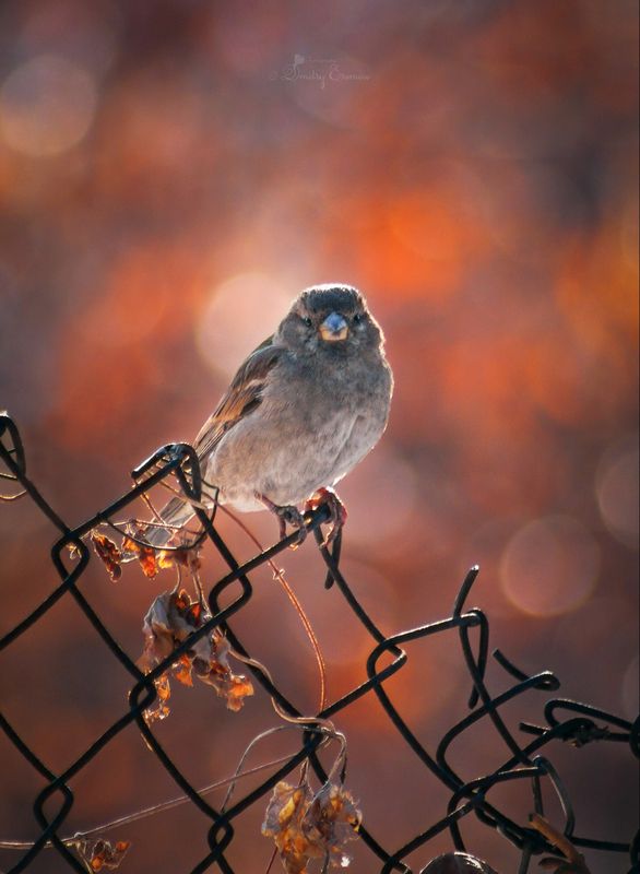 Воробушки...) фото превью