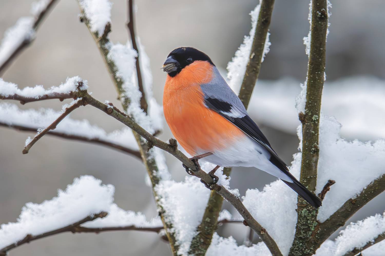 снегирь, Морозов Сергей