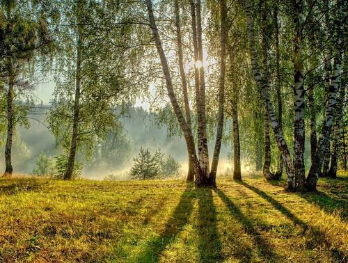 Солнечное утро