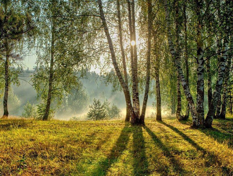 природа, пейзаж, весна, лето, лес, солнце, тени, березы, сосны, листва, трава, дымка Солнечное утро фото превью