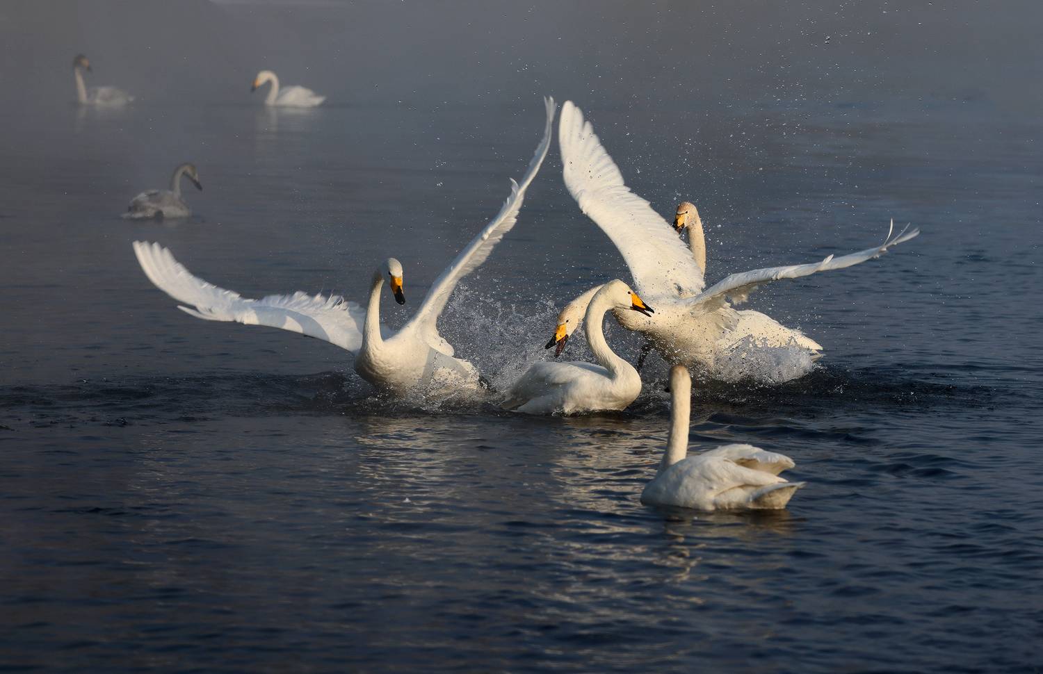 лебеди, Лебединое озеро, Урожайное, Галина Хвостенко