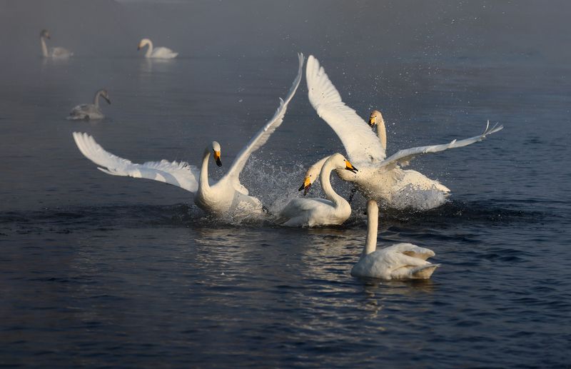 Лебединые игры фото превью