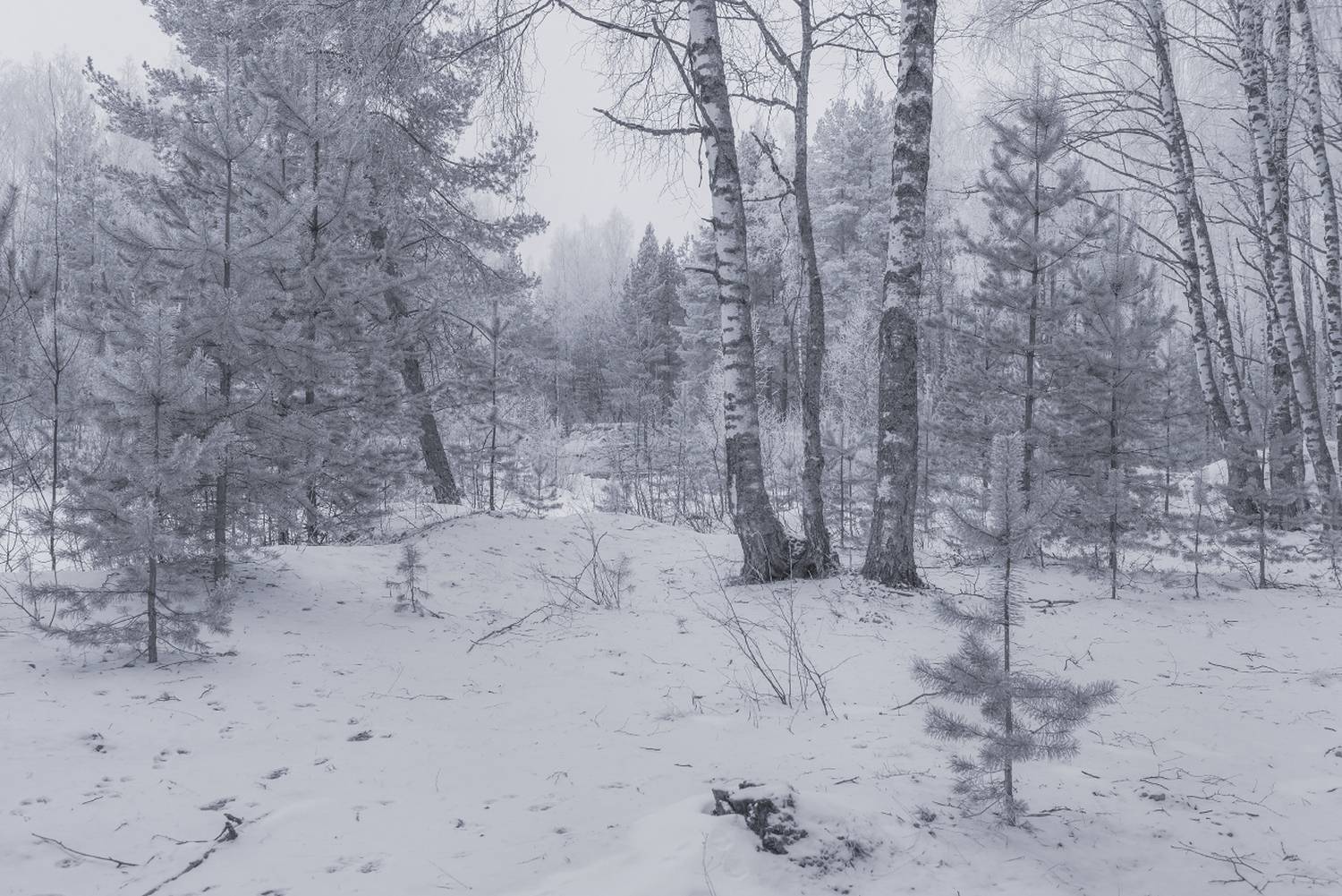 мороз иней лес февраль вязниковский район, Алексеев Дмитрий