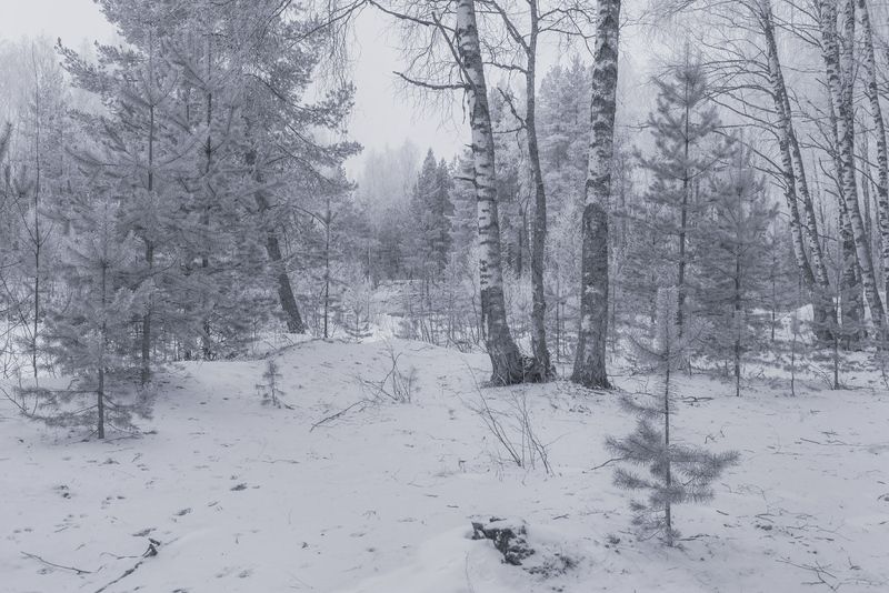 мороз иней лес февраль вязниковский район Морозное утро фото превью