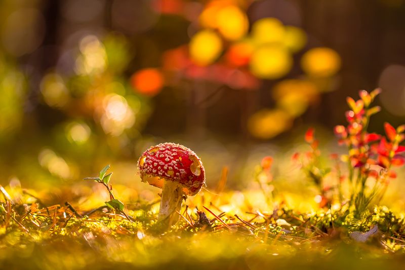 .... фото превью