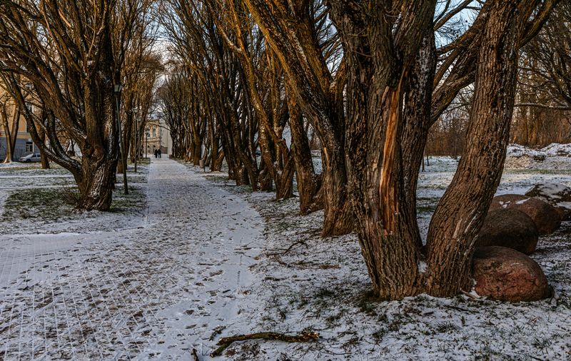 Зима, Псков,  Аллея фото превью
