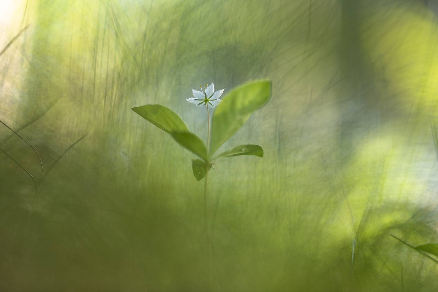 , Мещеряков Геннадий
