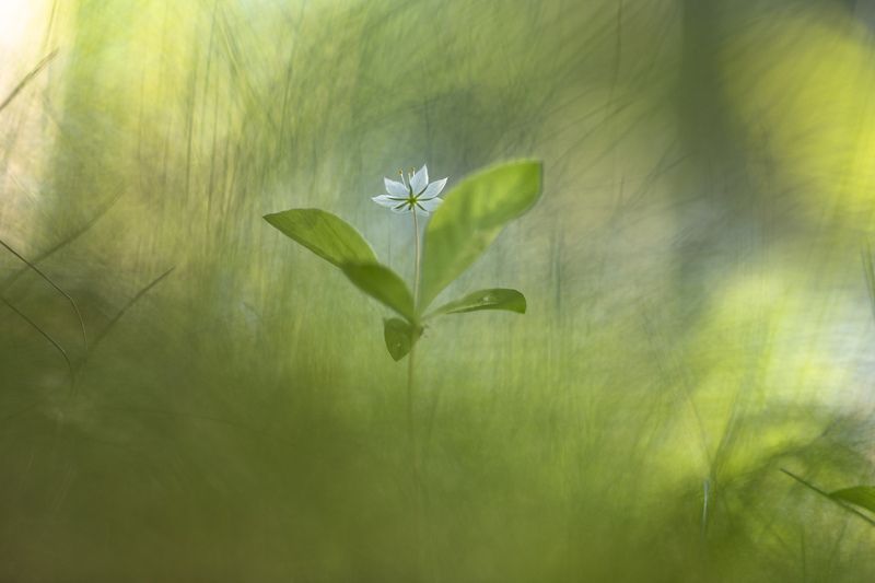 Утро в Лужском лесу... фото превью